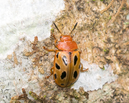 Stilodes Duodecimmaculata · Inaturalist