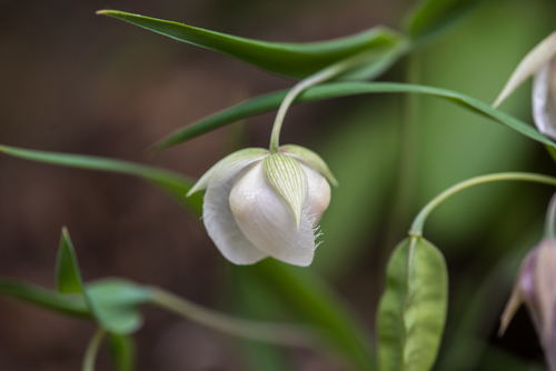 iNaturalist observation photo of White Globe Lily