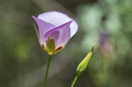 iNaturalist observation photo of Catalina mariposa lily