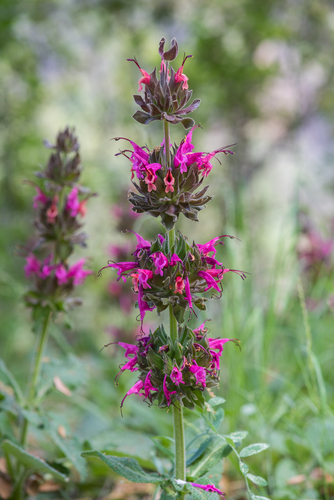 iNaturalist observation photo of Hummingbird Sage