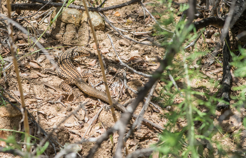 iNaturalist observation photo of Coastal Whiptail