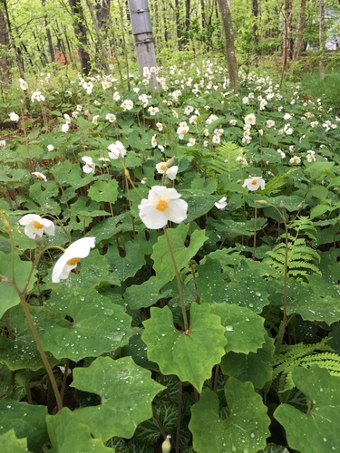 Eomecon chionantha Hance