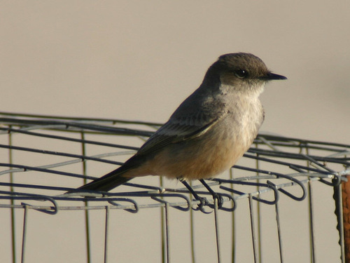 iNaturalist observation photo of Say's Phoebe