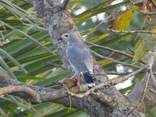 Lizard Buzzard