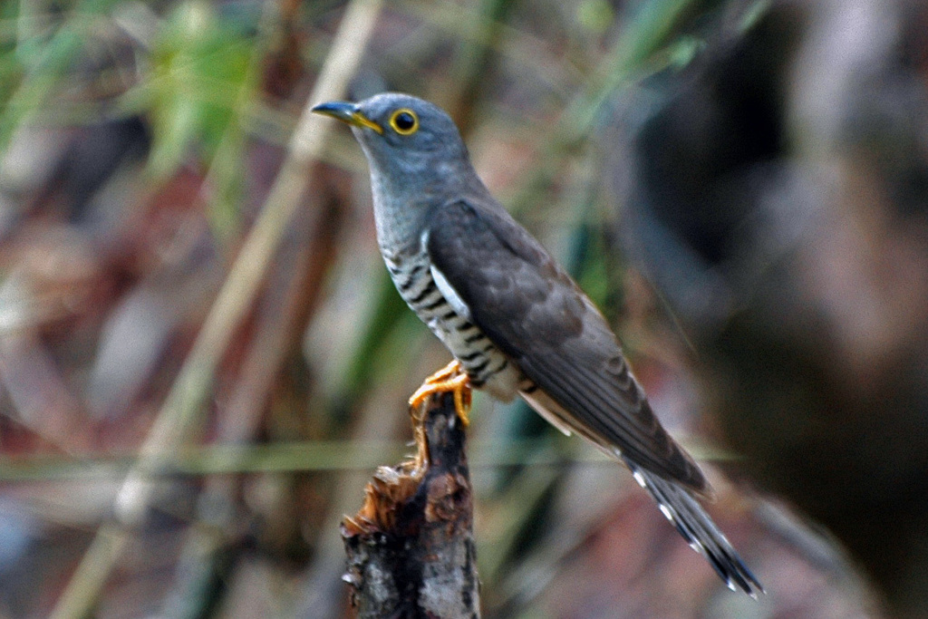 Indian Cuckoo photo