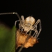 Long-legged Sac Spiders - Photo (c) Jarrod Todd, all rights reserved, uploaded by Jarrod Todd