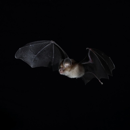 Thailand roundleaf bat (Hipposideros halophyllus) — Vulnerable Mammalia