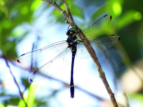 Chlorogomphus brunneus