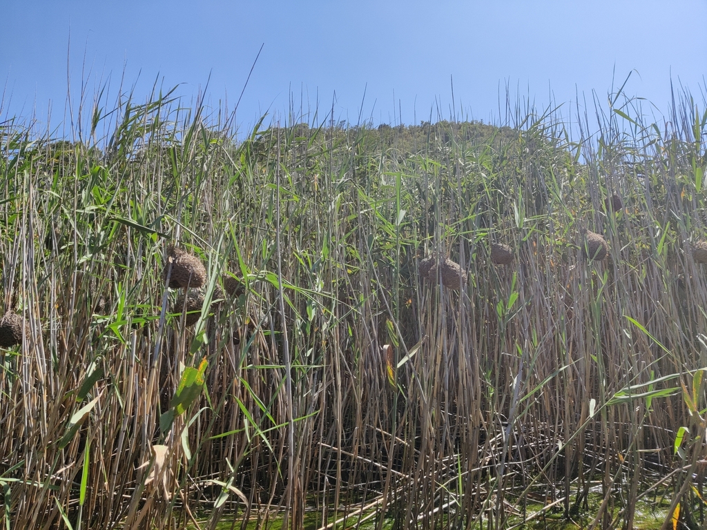 European reed from Eden, ZA-WC, ZA on December 21, 2021 at 03:05 PM by ...