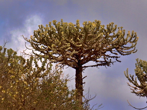 Euphorbia adjurana