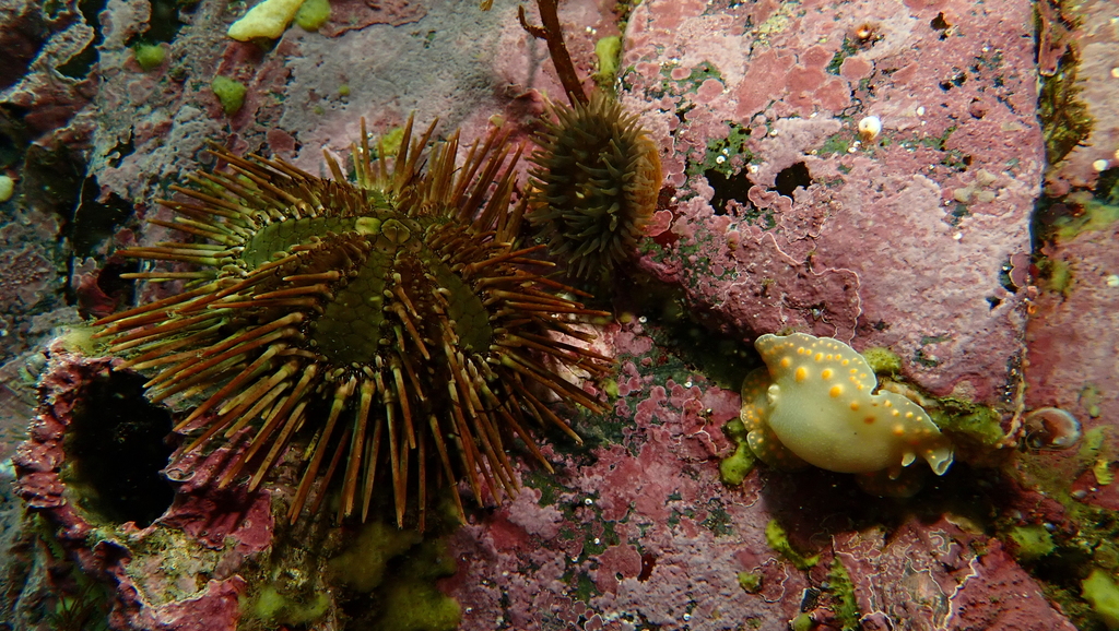 Naked Green Sea Urchin From Baliza Davison Tierra Del Fuego Argentina On January At