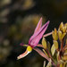 Krameria cytisoides - Photo (c) Arnulfo Moreno-Valdez, todos os direitos reservados, uploaded by Arnulfo Moreno-Valdez