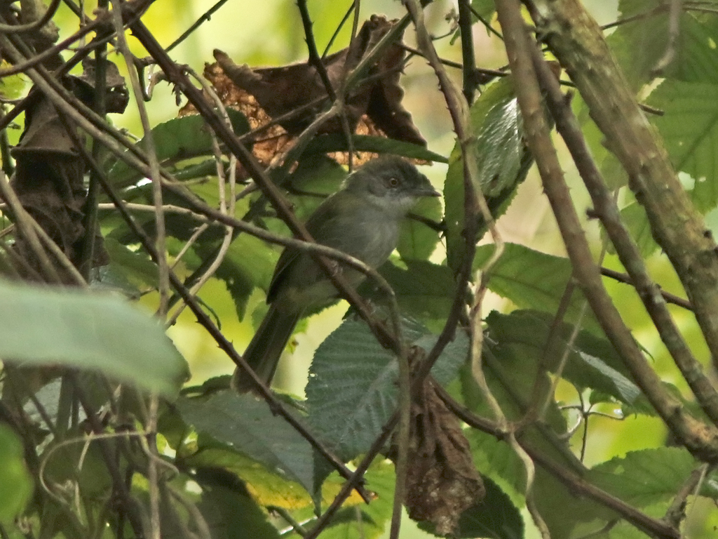 Usambara Greenbul (Phyllastrephus albigula) photo
