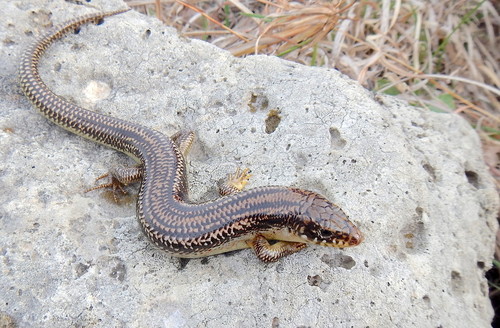 Great Plains Skink