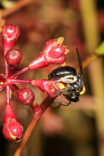 Leioproctus irroratus
