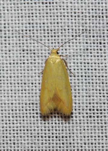 Aeolothapsa malacella (Meyrick, 1885)