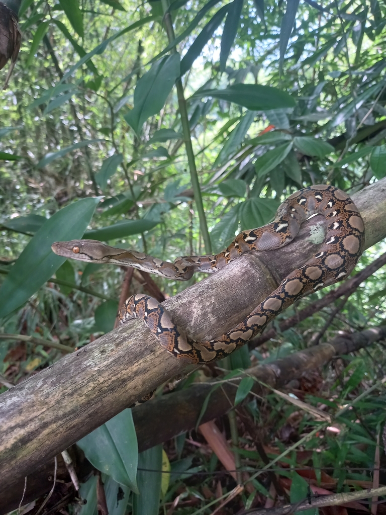 Greater Reticulated Python from 7C2M+GW4, Tajem, Maguwoharjo, Kec ...