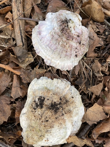 European Flat Oyster