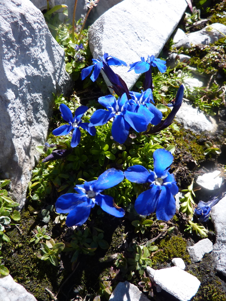 Bavarian gentian (Gentiana bavarica) · iNaturalist