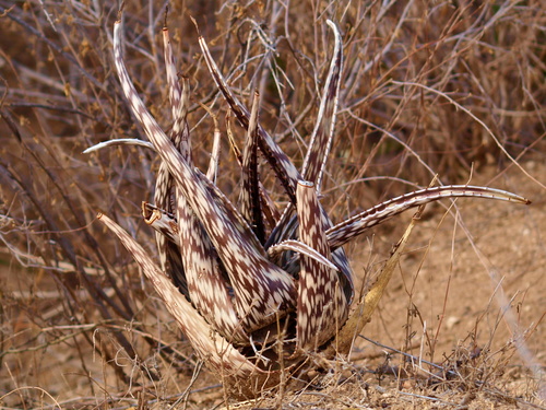 Aloe pirottae