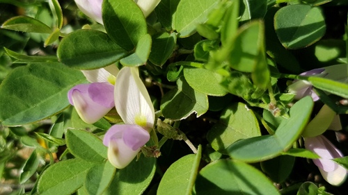 Galactia dubia