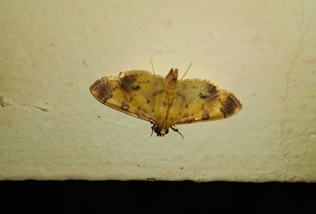 Patania iopasalis from Puthuppally, Kottayam, Kerala, India on December ...