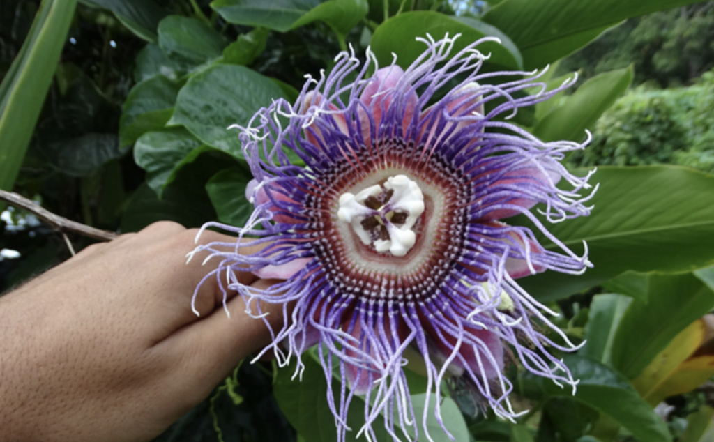 Parcha granadilla