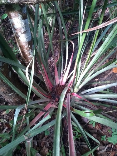 Bromelia braunii · iNaturalist
