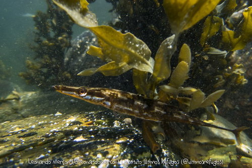 Sea Stickleback