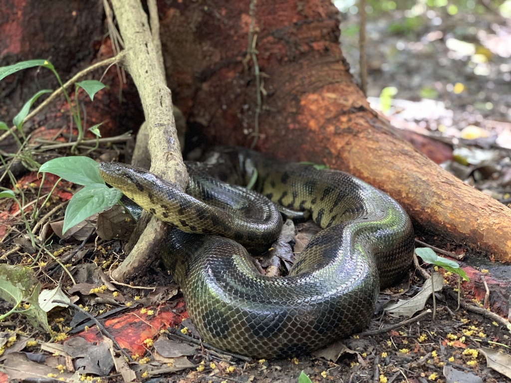 Beni Anaconda from Beni, BO on April 03, 2019 at 02:30 PM by Myke ...