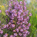 Erica globiceps consors - Photo (c) Chris Whitehouse, todos los derechos reservados, uploaded by Chris Whitehouse