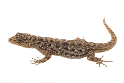 Yellow-headed Gecko
