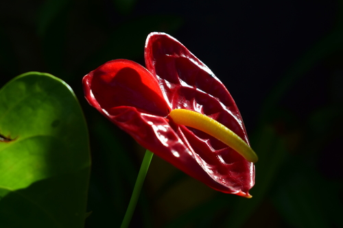 Anthurium andraeanum