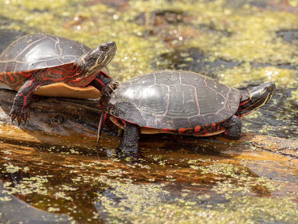 Midland Painted Turtle (Subspecies Chrysemys picta marginata)  iNaturalist