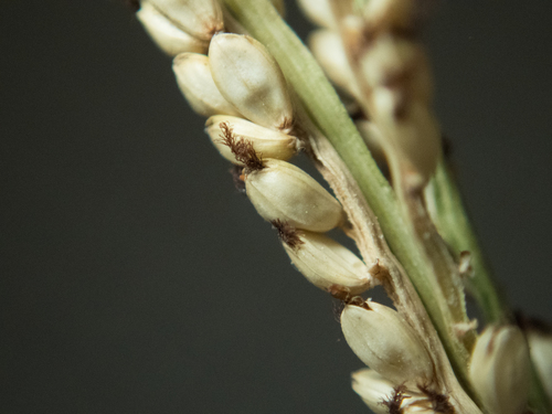 Tropical paspalum (Paspalum pleostachyum)