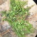 Diplophyllum apiculatum - Photo (c) Pete Woods, todos los derechos reservados, subido por Pete Woods