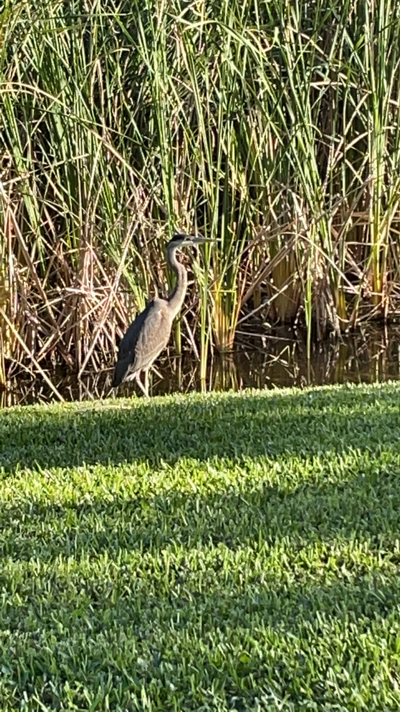 Great Blue Heron From Boca Raton On December 24, 2021 At 03:38 Pm By 