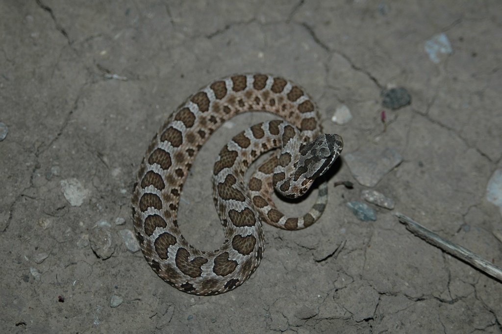 Western Massasauga In July 2009 By Colanegra · Inaturalist