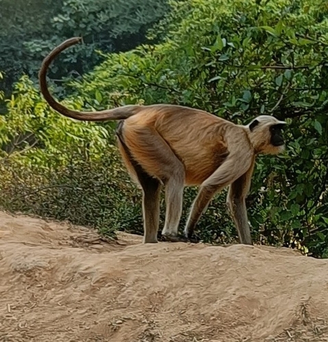 Bengal Sacred Langur