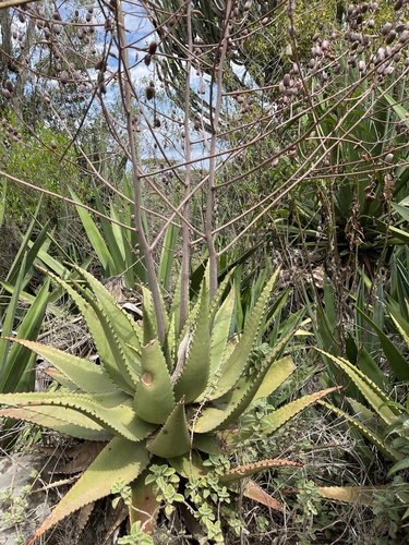 Aloe secundiflora