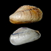 Modiolus adriaticus - Photo (c) Stefan Pav, all rights reserved, uploaded by Stefan Pav