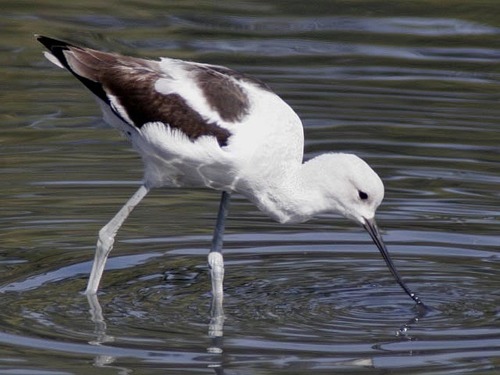 iNaturalist observation photo of American Avocet
