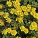 Indian Chrysanthemum - Photo (c) shiaokao, all rights reserved, uploaded by shiaokao