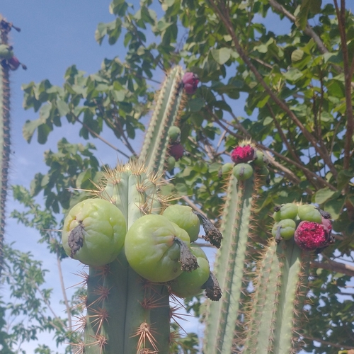 Pilosocereus flavipulvinatus
