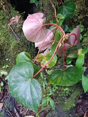 Begonia multinervia image