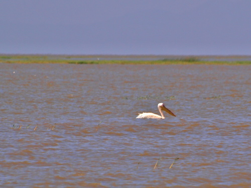 Great White Pelican