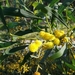 Golden Wreath Wattle - Photo (c) Ze Monteiro, all rights reserved