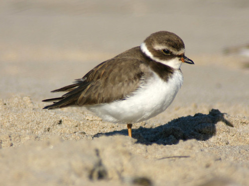 iNaturalist observation photo of Semipalmated Plover