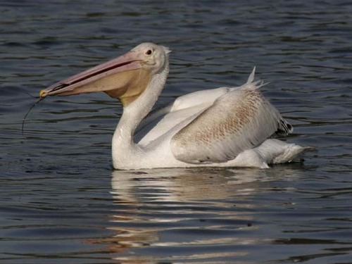 iNaturalist observation photo of American White Pelican