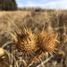 Cotton Thistle - Photo (c) Daniel Williams, all rights reserved, uploaded by Daniel Williams